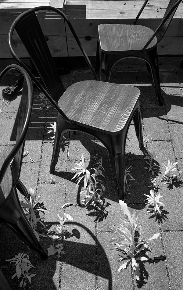 Infrared Photo of Café Seats and Weeds